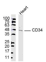 CD34 Antibody in Western Blot (WB)