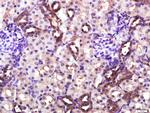 CD4 Antibody in Immunohistochemistry (Paraffin) (IHC (P))