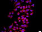 Connexin 43 Antibody in Immunocytochemistry (ICC/IF)