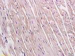 Connexin 43 Antibody in Immunohistochemistry (Paraffin) (IHC (P))