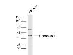 Connexin 43 Antibody in Western Blot (WB)