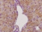 GHR Antibody in Immunohistochemistry (Paraffin) (IHC (P))