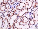 Fibronectin Antibody in Immunohistochemistry (Paraffin) (IHC (P))