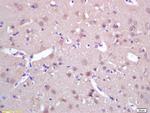 SPAG5 Antibody in Immunohistochemistry (Paraffin) (IHC (P))