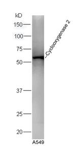 Cyclooxygenase 2 Antibody in Western Blot (WB)