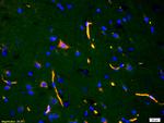 ADAMTS7 Antibody in Immunohistochemistry (Paraffin) (IHC (P))