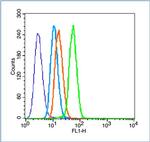 HIF-1 Alpha Antibody in Flow Cytometry (Flow)