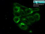 HIF-1 Alpha Antibody in Immunocytochemistry (ICC/IF)