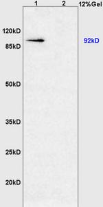 HIF-1 Alpha Antibody in Western Blot (WB)