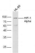 HIF-1 Alpha Antibody in Western Blot (WB)