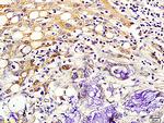 Kisspeptin Antibody in Immunohistochemistry (Paraffin) (IHC (P))