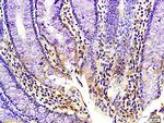 Kisspeptin Antibody in Immunohistochemistry (Paraffin) (IHC (P))