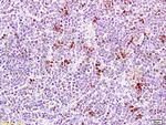 PCNA Antibody in Immunohistochemistry (Paraffin) (IHC (P))