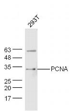 PCNA Antibody in Western Blot (WB)