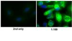 Vimentin Antibody in Immunocytochemistry (ICC/IF)