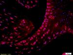 CD4 Antibody in Immunohistochemistry (Paraffin) (IHC (P))