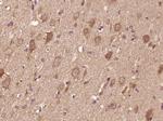 IL-12 alpha Antibody in Immunohistochemistry (Paraffin) (IHC (P))