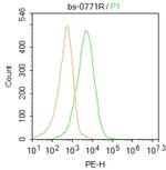 CaMK2 Antibody in Flow Cytometry (Flow)