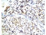 CGRP Antibody in Immunohistochemistry (Paraffin) (IHC (P))