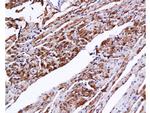 cardiac Troponin I Antibody in Immunohistochemistry (Paraffin) (IHC (P))