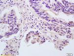 Angiopoietin 1 Antibody in Immunohistochemistry (Paraffin) (IHC (P))