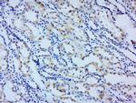 Angiopoietin 1 Antibody in Immunohistochemistry (Paraffin) (IHC (P))