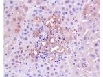 Collagen 4 Antibody in Immunohistochemistry (Paraffin) (IHC (P))