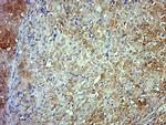 Fibulin 5 Antibody in Immunohistochemistry (Paraffin) (IHC (P))