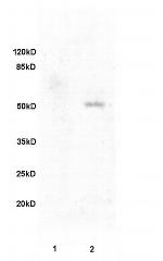 Fibulin 5 Antibody in Western Blot (WB)