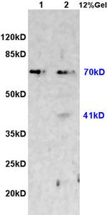 CX3CL1 Antibody in Western Blot (WB)