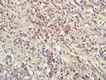 IL-1 Beta Antibody in Immunohistochemistry (Paraffin) (IHC (P))