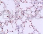 IL-1 Beta Antibody in Immunohistochemistry (Paraffin) (IHC (P))