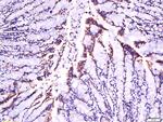 laminin Antibody in Immunohistochemistry (Paraffin) (IHC (P))