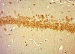 laminin Antibody in Immunohistochemistry (Paraffin) (IHC (P))