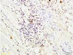 Thrombin receptor Antibody in Immunohistochemistry (Paraffin) (IHC (P))