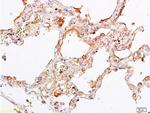 OCT4 Antibody in Immunohistochemistry (Paraffin) (IHC (P))