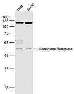 GLUR/glutathione reductase Antibody in Western Blot (WB)