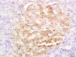 GLP-2 Antibody in Immunohistochemistry (Paraffin) (IHC (P))