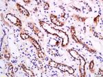 APOA1 Antibody in Immunohistochemistry (Paraffin) (IHC (P))