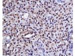 Phospho-AKT1/2/3 (Ser473) Antibody in Immunohistochemistry (Paraffin) (IHC (P))