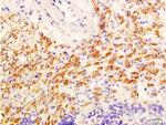 Phospho-AKT1/2/3 (Ser473) Antibody in Immunohistochemistry (Paraffin) (IHC (P))