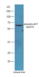 Phospho-AKT1/2/3 (Ser473) Antibody in Western Blot (WB)