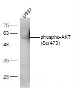 Phospho-AKT1/2/3 (Ser473) Antibody in Western Blot (WB)