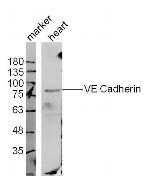 VE Cadherin Antibody in Western Blot (WB)