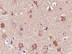 HSP90 alpha Antibody in Immunohistochemistry (Paraffin) (IHC (P))