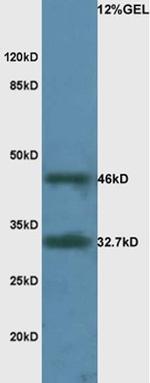 LAMR1 Antibody in Western Blot (WB)