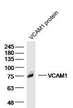 VCAM1 Antibody in Western Blot (WB)