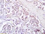 SIRT1 Antibody in Immunohistochemistry (Paraffin) (IHC (P))