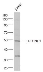 LPLUNC1 Antibody in Western Blot (WB)