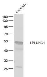 LPLUNC1 Antibody in Western Blot (WB)